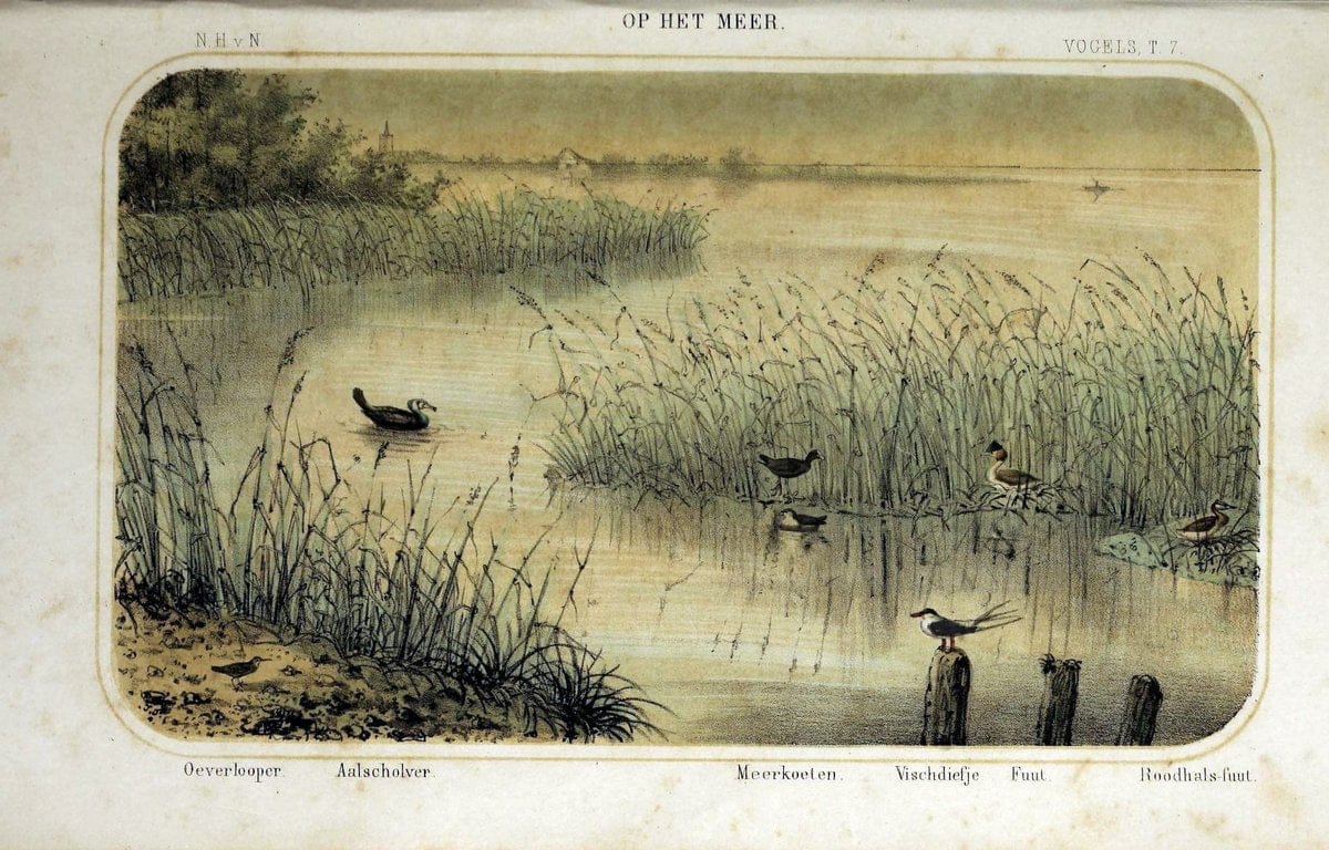 De dieren van Nederland :.Haarlem :A.C. Kruseman,1860-62.  | Netherlands Vertebrates Vogels  | Vintage Print Reproduction 466300