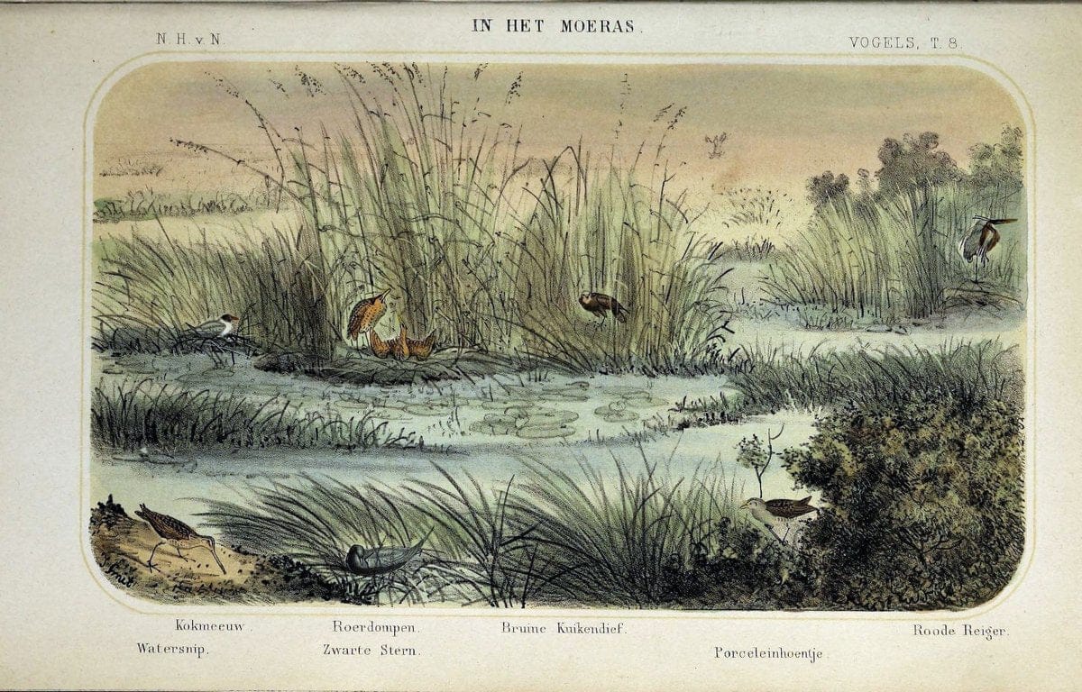 De dieren van Nederland :.Haarlem :A.C. Kruseman,1860-62.  | Netherlands Vertebrates Vogels  | Vintage Print Reproduction 466301