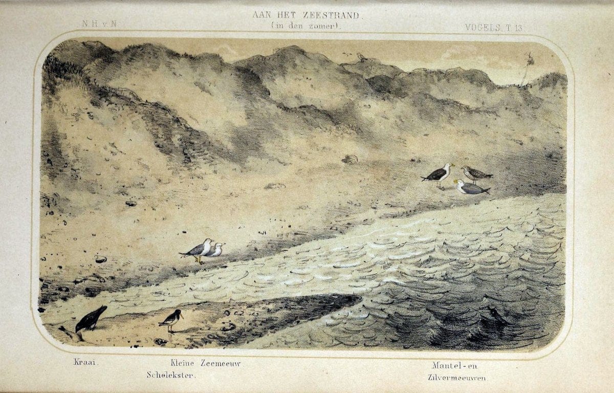 De dieren van Nederland :.Haarlem :A.C. Kruseman,1860-62.  | Netherlands Vertebrates Vogels  | Vintage Print Reproduction 466306