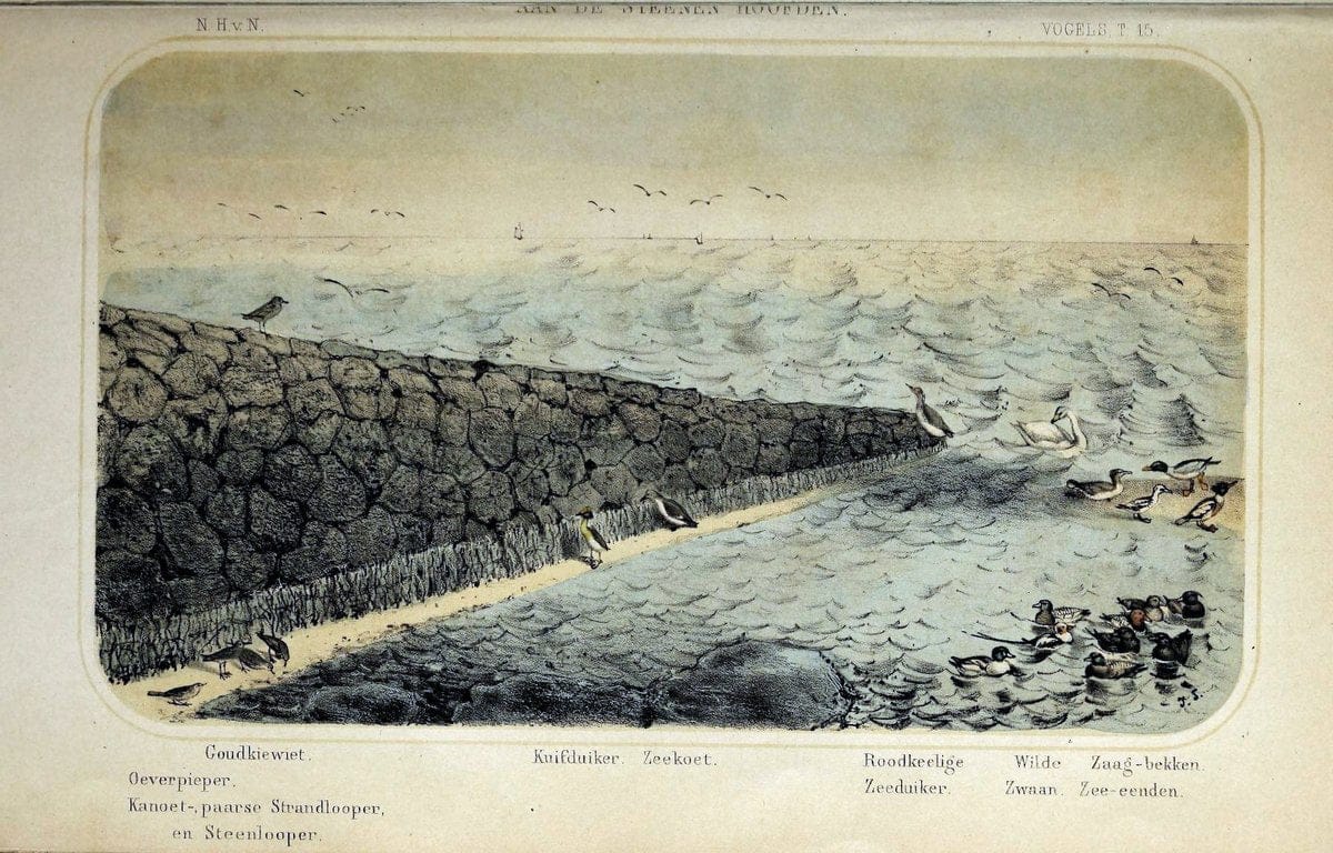 De dieren van Nederland :.Haarlem :A.C. Kruseman,1860-62.  | Netherlands Vertebrates Vogels  | Vintage Print Reproduction 466308