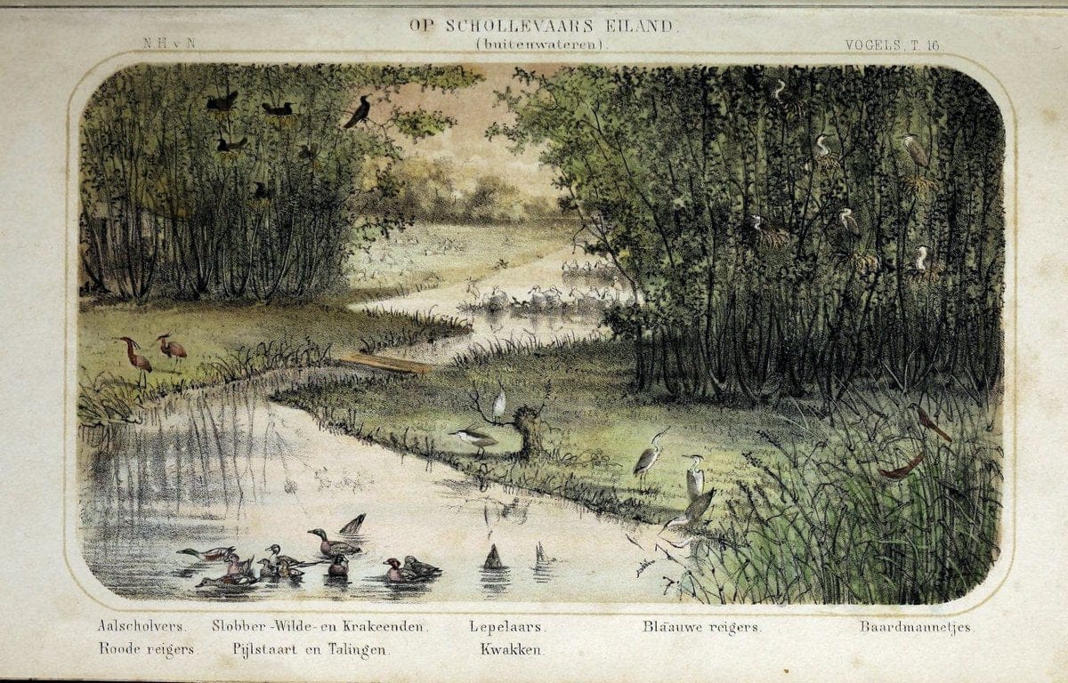 De dieren van Nederland :.Haarlem :A.C. Kruseman,1860-62.  | Netherlands Vertebrates Vogels  | Vintage Print Reproduction 466309