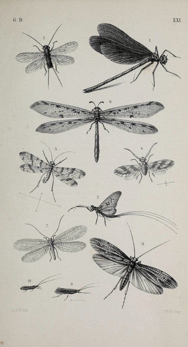 De gelede dieren /.Amsterdam :G.L. Funke,1868.  | Arthropoda Insects Netherlands  | Vintage Print Reproduction 466311