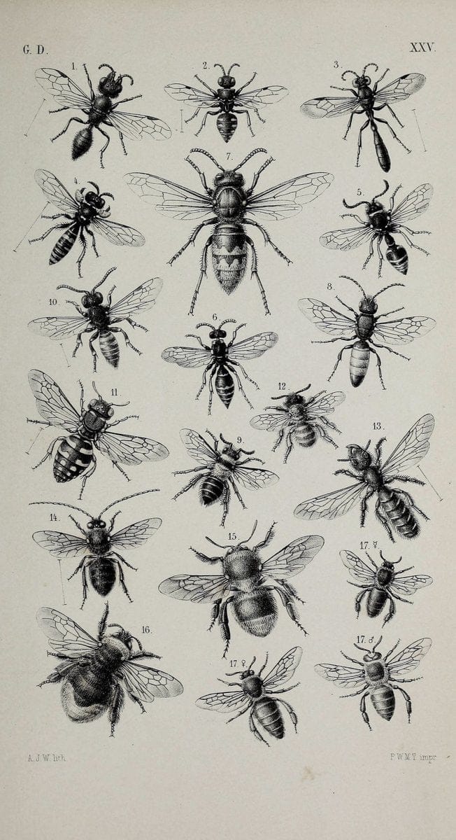 De gelede dieren /.Amsterdam :G.L. Funke,1868.  | Arthropoda Insects Netherlands  | Vintage Print Reproduction 466315