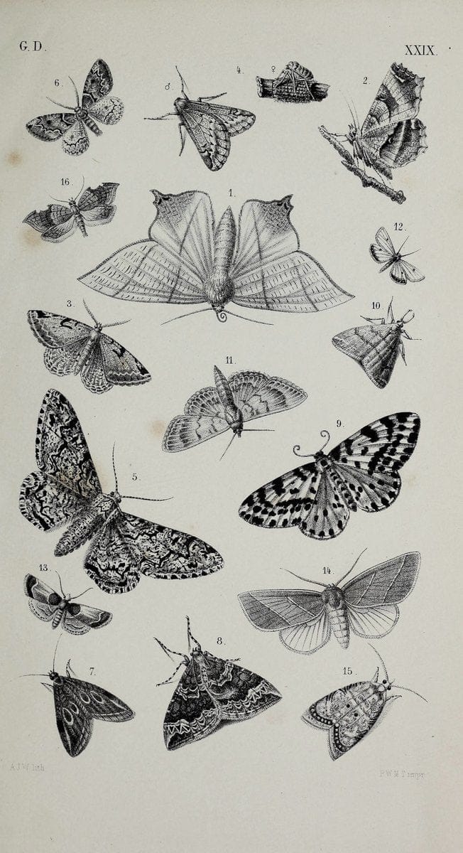 De gelede dieren /.Amsterdam :G.L. Funke,1868.  | Arthropoda Insects Netherlands  | Vintage Print Reproduction 466319