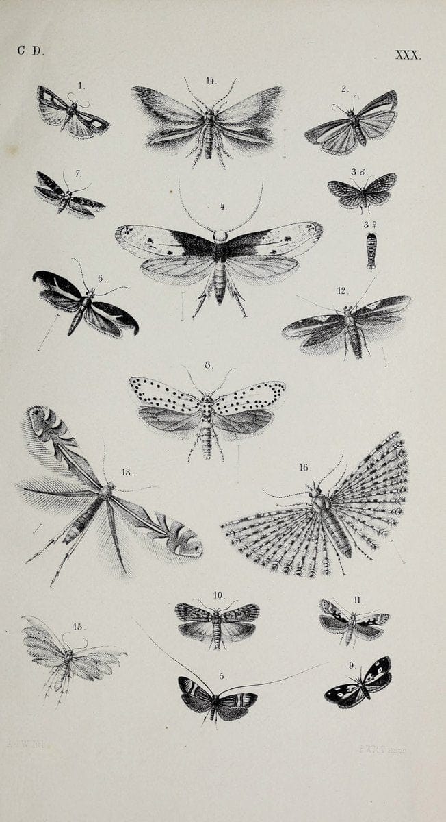 De gelede dieren /.Amsterdam :G.L. Funke,1868.  | Arthropoda Insects Netherlands  | Vintage Print Reproduction 466320
