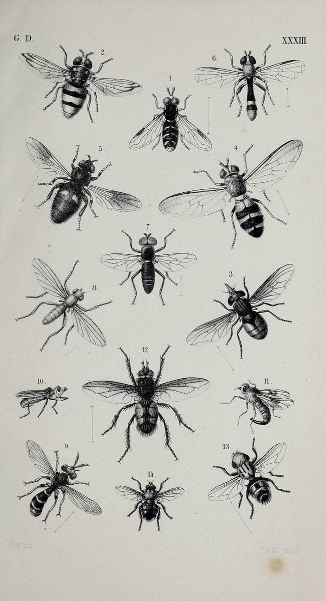 De gelede dieren /.Amsterdam :G.L. Funke,1868.  | Arthropoda Insects Netherlands  | Vintage Print Reproduction 466326