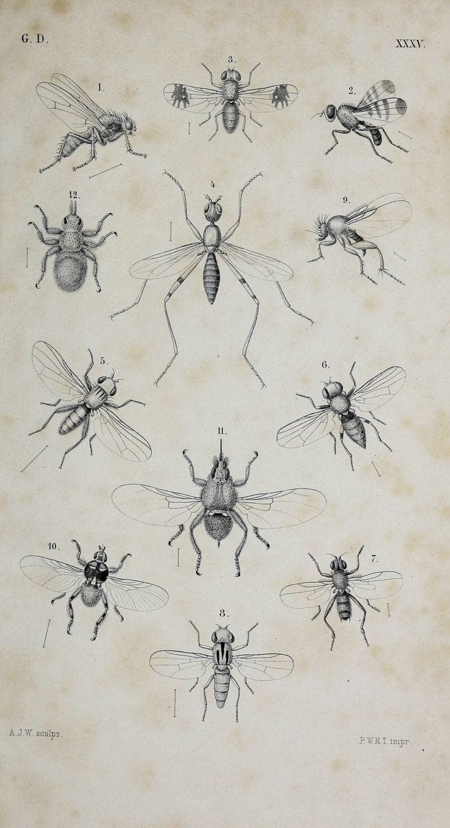De gelede dieren /.Amsterdam :G.L. Funke,1868.  | Arthropoda Insects Netherlands  | Vintage Print Reproduction 466330