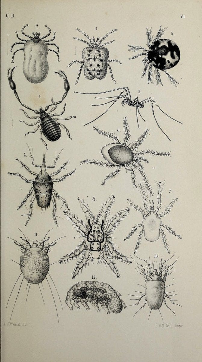 De gelede dieren /.Amsterdam :G.L. Funke,1868.  | Arthropoda Insects Netherlands  | Vintage Print Reproduction 466331
