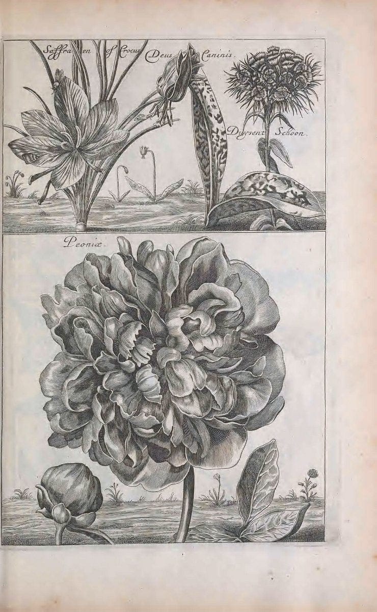 De koninglycke hovenier aanwyzende de middelen om boomen :.t'Amsterdam :By Marcus Doornick [sic] . ,[1676]. | Horticulture Netherlands | Vintage Print Reproduction 466347
