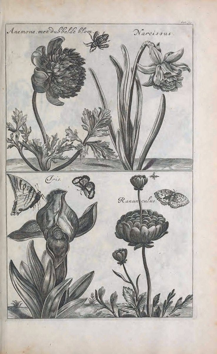 De koninglycke hovenier aanwyzende de middelen om boomen :.t'Amsterdam :By Marcus Doornick [sic] . ,[1676]. | Horticulture Netherlands | Vintage Print Reproduction 466348