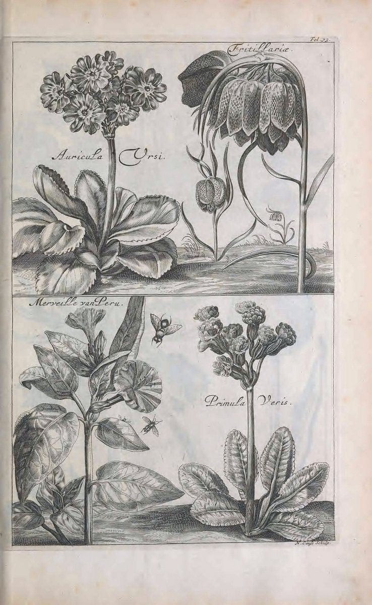 De koninglycke hovenier aanwyzende de middelen om boomen :.t'Amsterdam :By Marcus Doornick [sic] . ,[1676]. | Horticulture Netherlands | Vintage Print Reproduction 466351