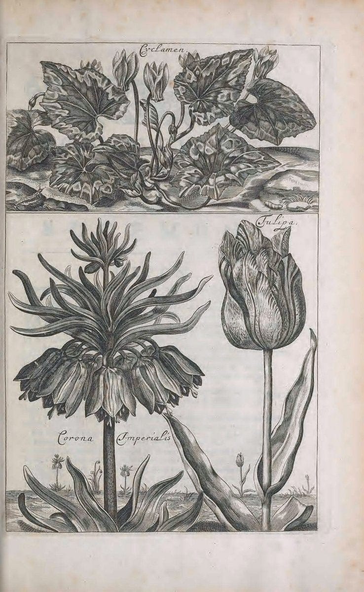 De koninglycke hovenier aanwyzende de middelen om boomen :.t'Amsterdam :By Marcus Doornick [sic] . ,[1676]. | Horticulture Netherlands | Vintage Print Reproduction 466352