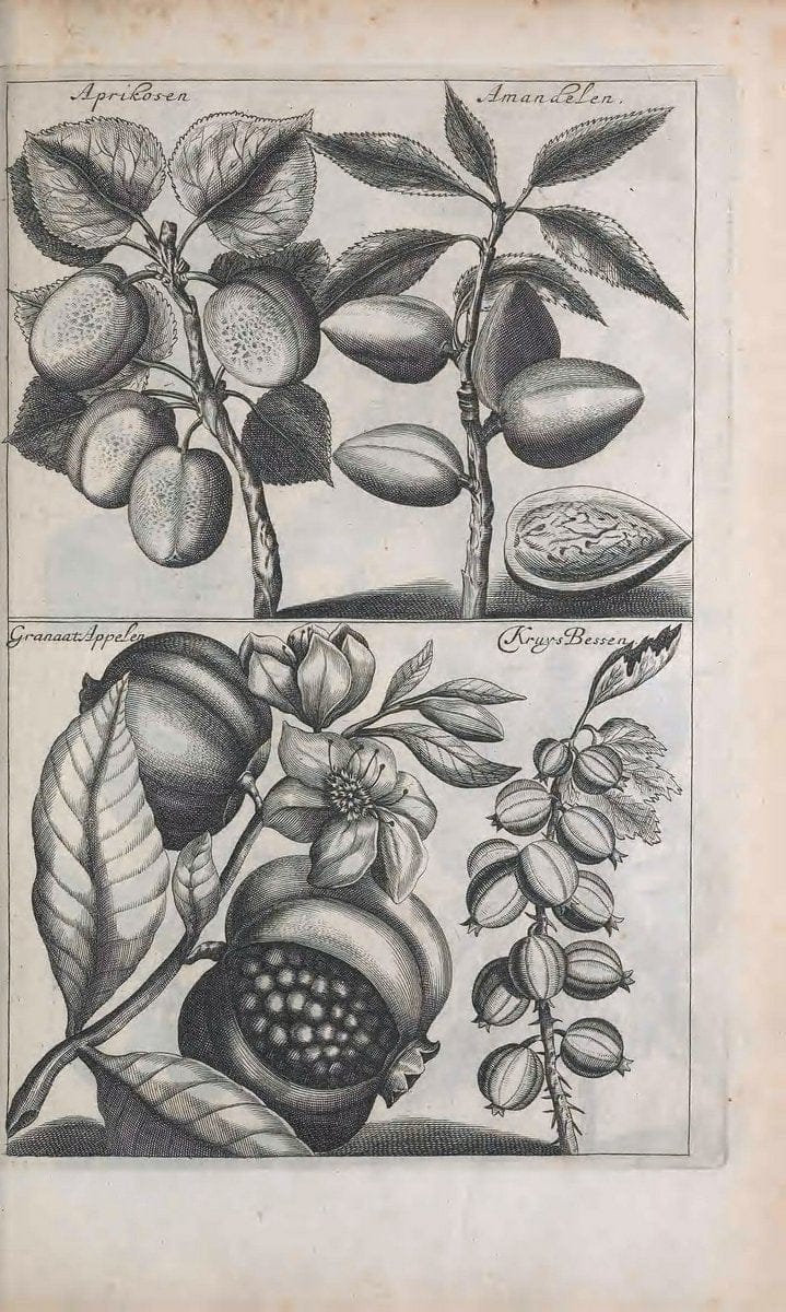 De koninglycke hovenier aanwyzende de middelen om boomen :.t'Amsterdam :By Marcus Doornick [sic] . ,[1676]. | Horticulture Netherlands | Vintage Print Reproduction 466368