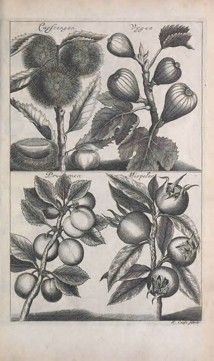 De koninglycke hovenier aanwyzende de middelen om boomen :.t'Amsterdam :By Marcus Doornick [sic] . ,[1676]. | Horticulture Netherlands | Vintage Print Reproduction 466374