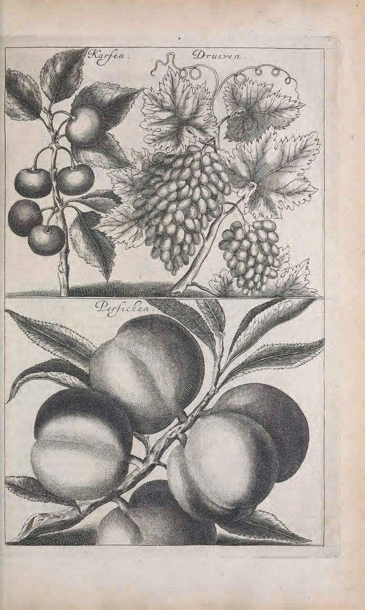 De koninglycke hovenier aanwyzende de middelen om boomen :.t'Amsterdam :By Marcus Doornick [sic] . ,[1676]. | Horticulture Netherlands | Vintage Print Reproduction 466375