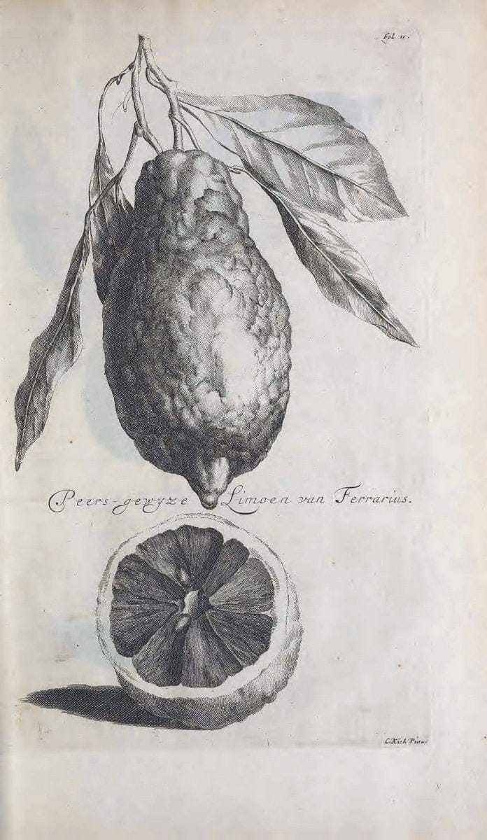 De koninglycke hovenier aanwyzende de middelen om boomen :.t'Amsterdam :By Marcus Doornick [sic] . ,[1676]. | Horticulture Netherlands | Vintage Print Reproduction 466384