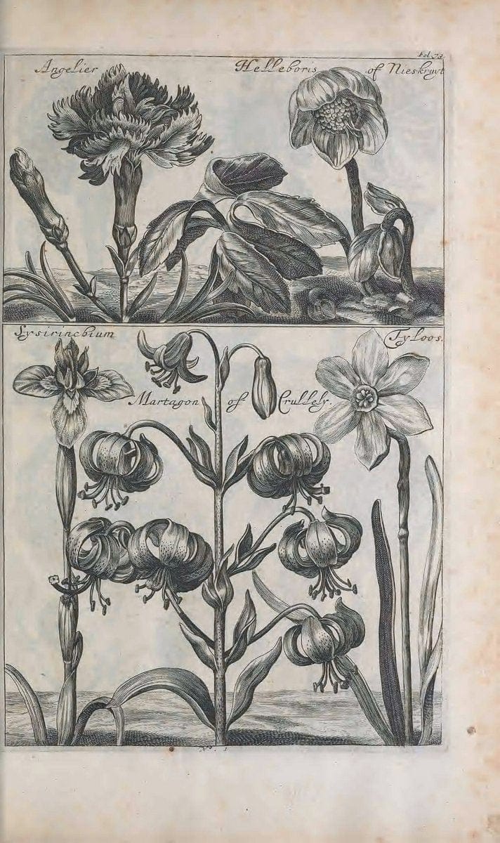 De koninglycke hovenier aanwyzende de middelen om boomen :.t'Amsterdam :By Marcus Doornick [sic] . ,[1676]. | Horticulture Netherlands | Vintage Print Reproduction 466397