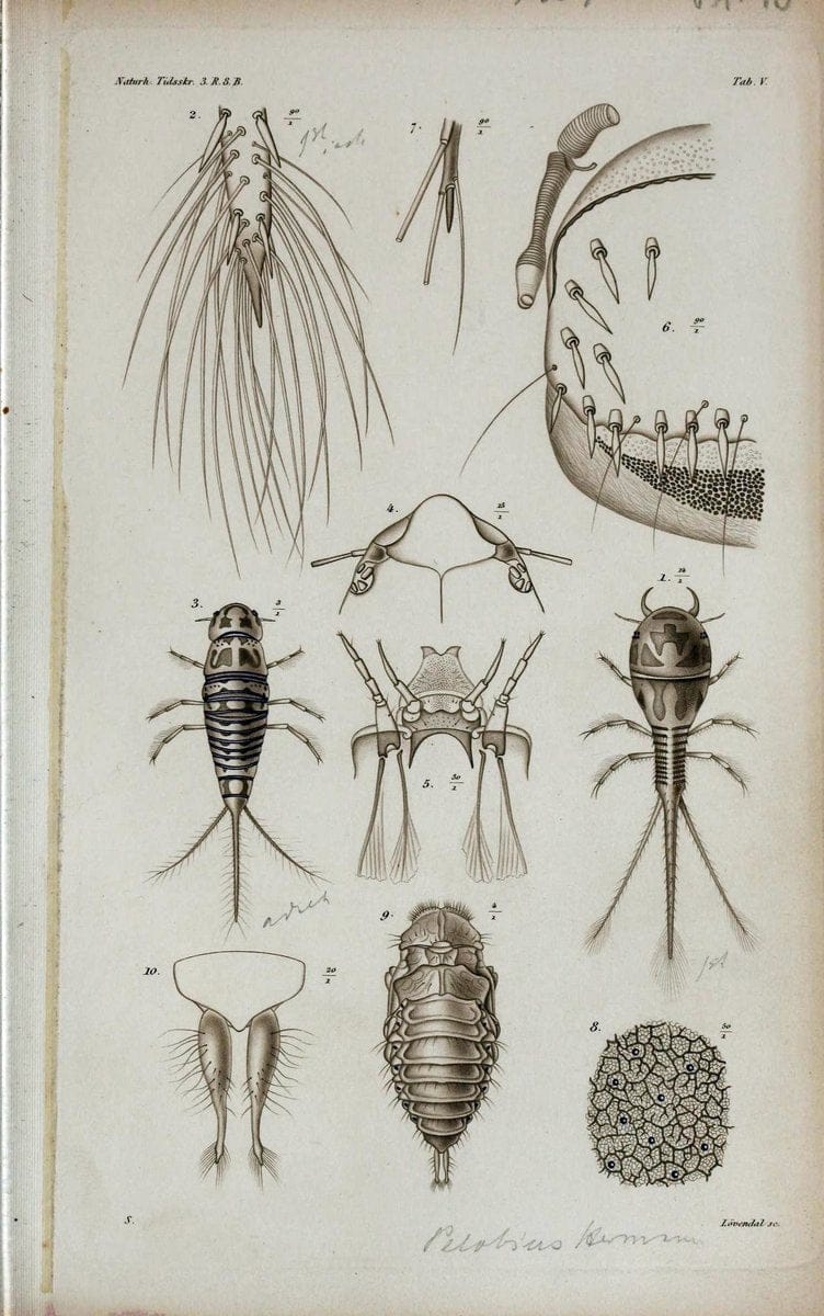 De metamorphosi eleutheratorum observationes :.KjÃ¸benhavn :Thieles Bogtrykkeri,1861-72.  | Beetles | Vintage Print Reproduction 466399