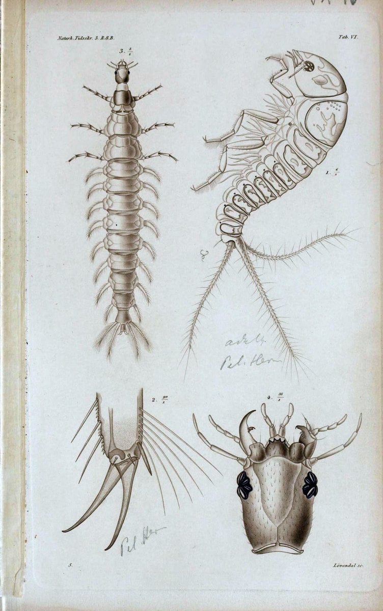 De metamorphosi eleutheratorum observationes :.KjÃ¸benhavn :Thieles Bogtrykkeri,1861-72.  | Beetles | Vintage Print Reproduction 466400