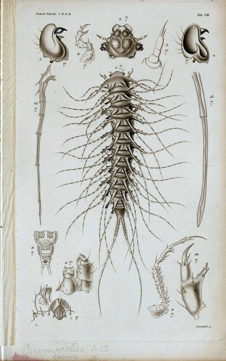 De metamorphosi eleutheratorum observationes :.KjÃ¸benhavn :Thieles Bogtrykkeri,1861-72.  | Beetles | Vintage Print Reproduction 466402