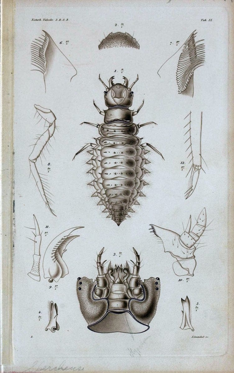 De metamorphosi eleutheratorum observationes :.KjÃ¸benhavn :Thieles Bogtrykkeri,1861-72.  | Beetles | Vintage Print Reproduction 466403