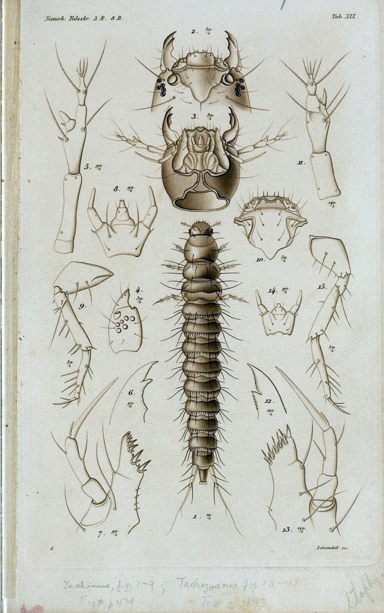 De metamorphosi eleutheratorum observationes :.KjÃ¸benhavn :Thieles Bogtrykkeri,1861-72.  | Beetles | Vintage Print Reproduction 466405