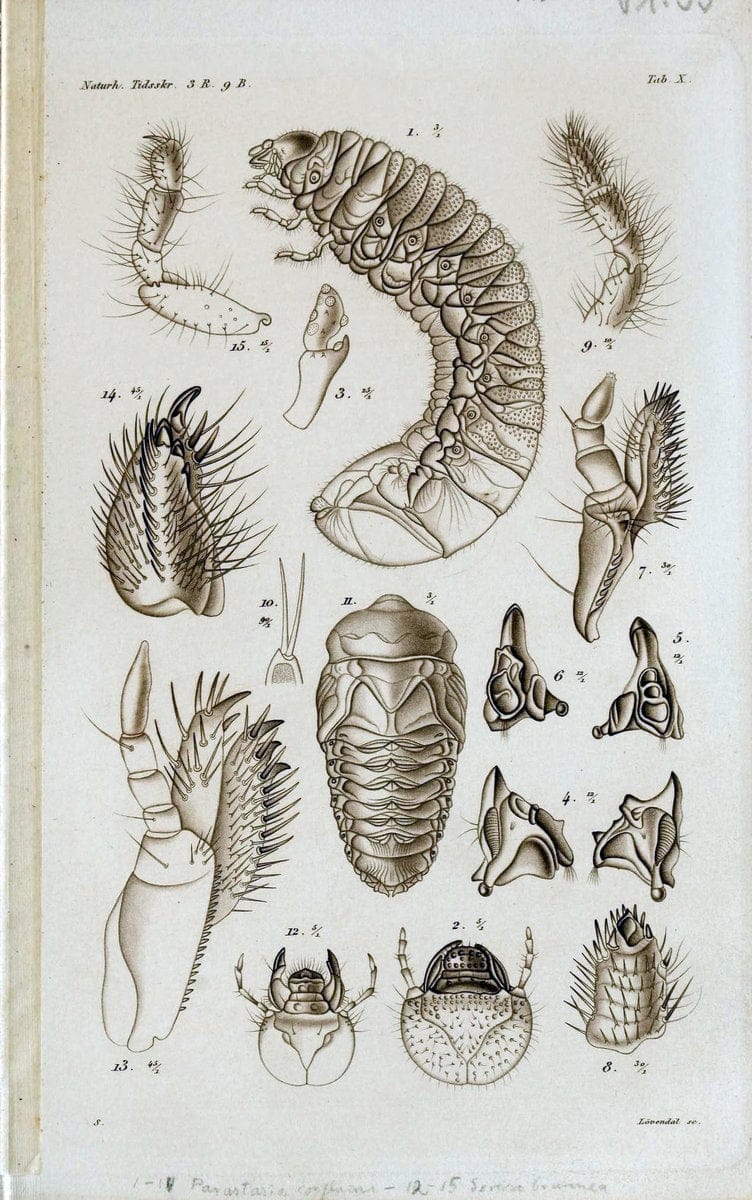 De metamorphosi eleutheratorum observationes :.KjÃ¸benhavn :Thieles Bogtrykkeri,1861-72.  | Beetles | Vintage Print Reproduction 466409