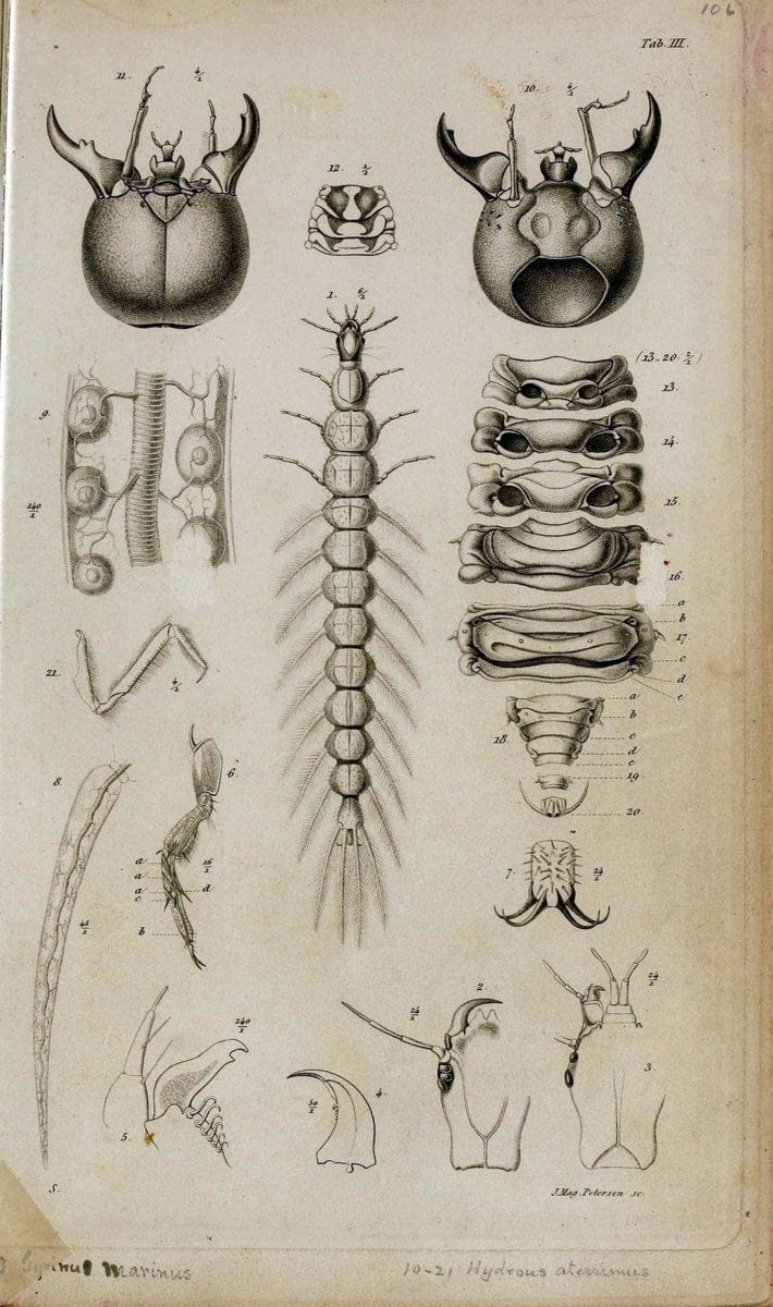 De metamorphosi eleutheratorum observationes :.KjÃ¸benhavn :Thieles Bogtrykkeri,1861-72.  | Beetles | Vintage Print Reproduction 466413
