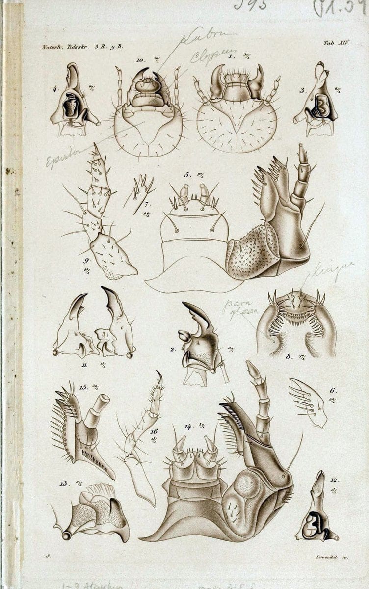 De metamorphosi eleutheratorum observationes :.KjÃ¸benhavn :Thieles Bogtrykkeri,1861-72.  | Beetles | Vintage Print Reproduction 466414