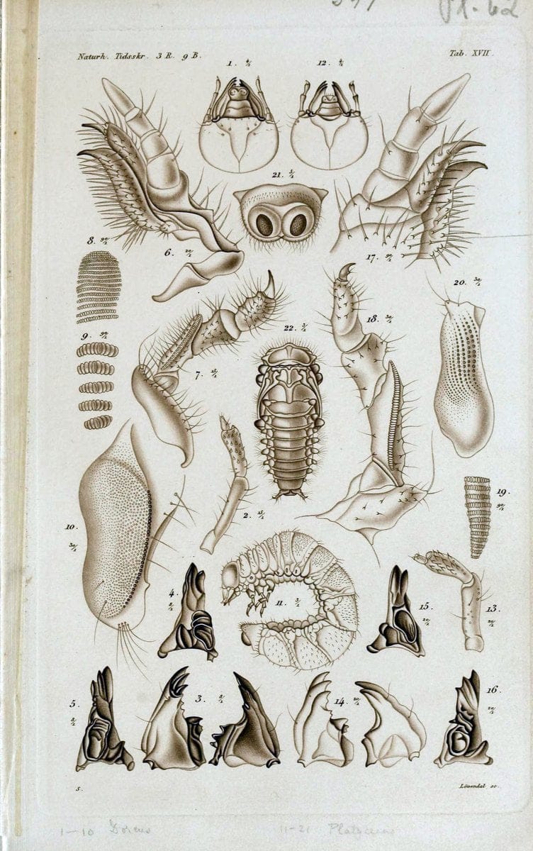 De metamorphosi eleutheratorum observationes :.KjÃ¸benhavn :Thieles Bogtrykkeri,1861-72.  | Beetles | Vintage Print Reproduction 466417