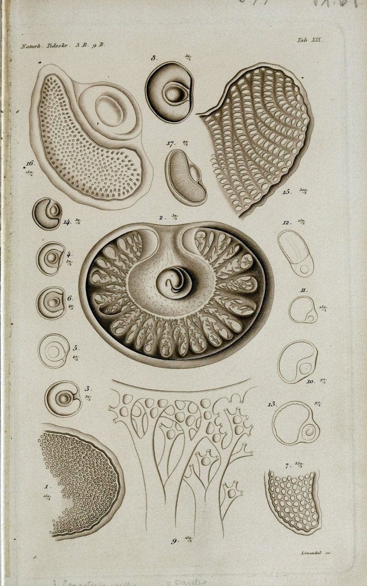 De metamorphosi eleutheratorum observationes :.KjÃ¸benhavn :Thieles Bogtrykkeri,1861-72.  | Beetles | Vintage Print Reproduction 466419