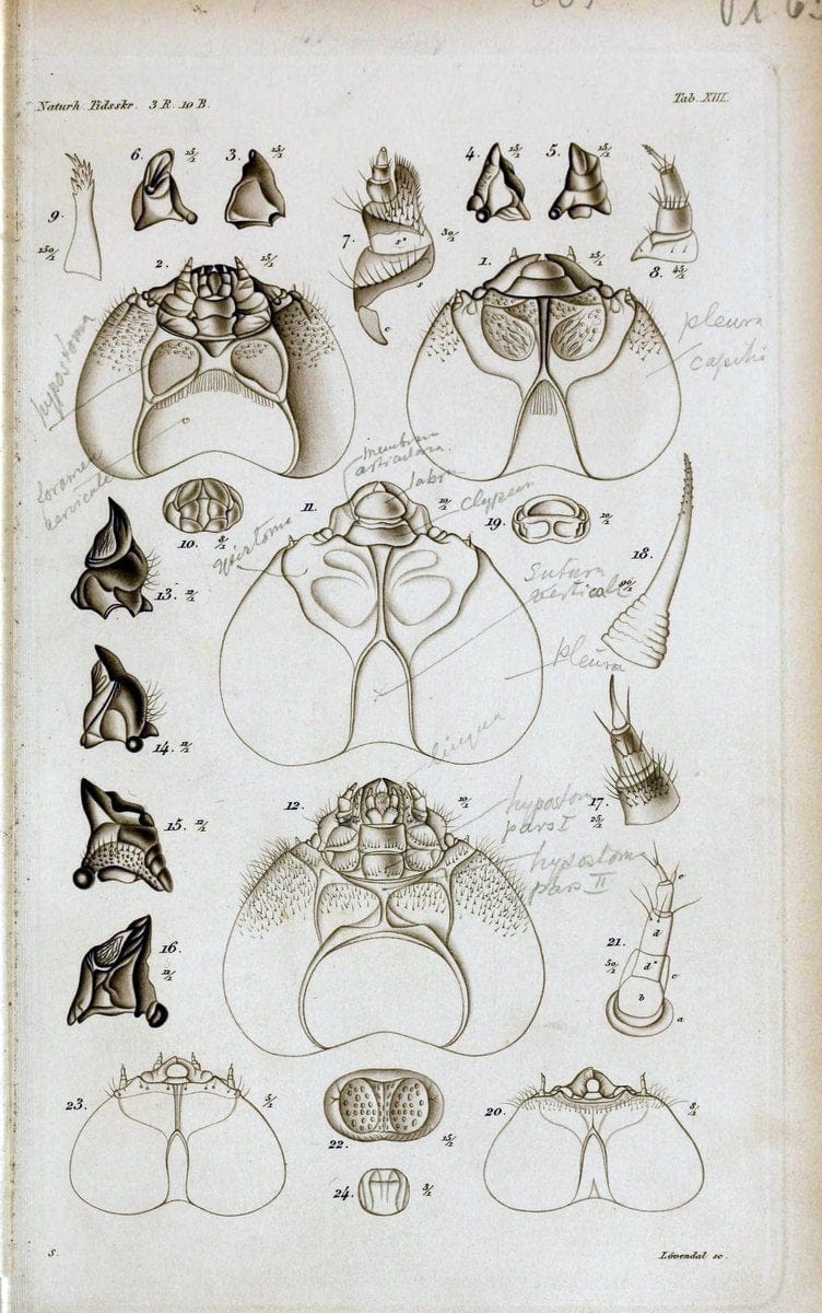 De metamorphosi eleutheratorum observationes :.KjÃ¸benhavn :Thieles Bogtrykkeri,1861-72.  | Beetles | Vintage Print Reproduction 466420