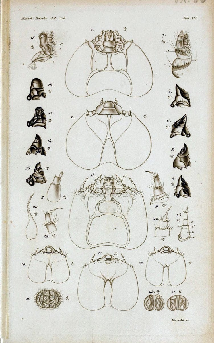 De metamorphosi eleutheratorum observationes :.KjÃ¸benhavn :Thieles Bogtrykkeri,1861-72.  | Beetles | Vintage Print Reproduction 466421