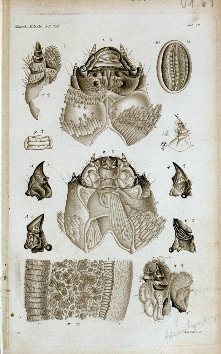 De metamorphosi eleutheratorum observationes :.KjÃ¸benhavn :Thieles Bogtrykkeri,1861-72.  | Beetles | Vintage Print Reproduction 466422