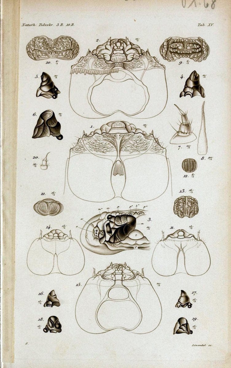 De metamorphosi eleutheratorum observationes :.KjÃ¸benhavn :Thieles Bogtrykkeri,1861-72.  | Beetles | Vintage Print Reproduction 466423