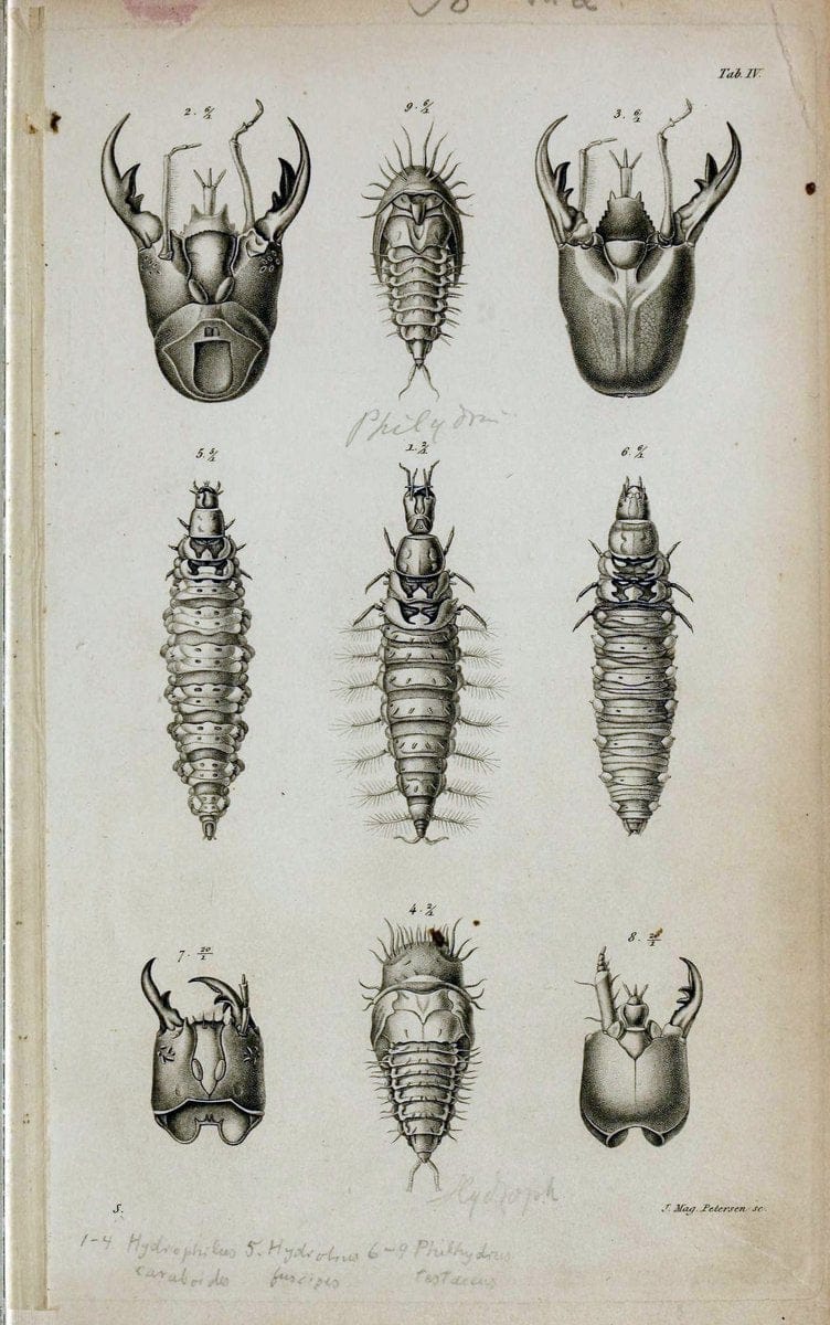 De metamorphosi eleutheratorum observationes :.KjÃ¸benhavn :Thieles Bogtrykkeri,1861-72.  | Beetles | Vintage Print Reproduction 466424