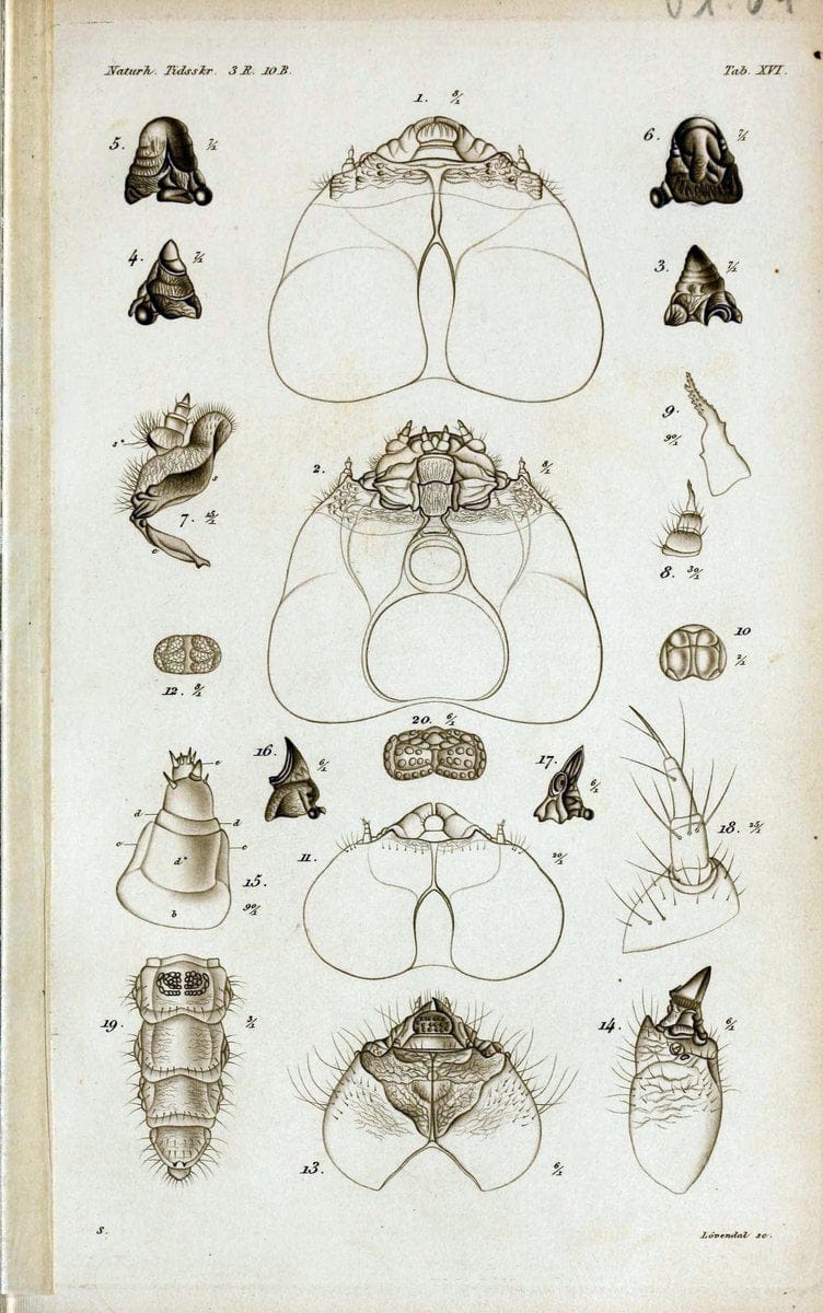 De metamorphosi eleutheratorum observationes :.KjÃ¸benhavn :Thieles Bogtrykkeri,1861-72.  | Beetles | Vintage Print Reproduction 466425