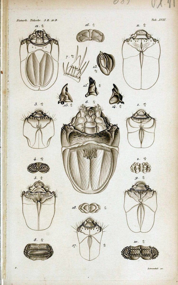 De metamorphosi eleutheratorum observationes :.KjÃ¸benhavn :Thieles Bogtrykkeri,1861-72.  | Beetles | Vintage Print Reproduction 466427