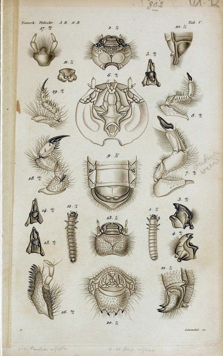 De metamorphosi eleutheratorum observationes :.KjÃ¸benhavn :Thieles Bogtrykkeri,1861-72.  | Beetles | Vintage Print Reproduction 466428