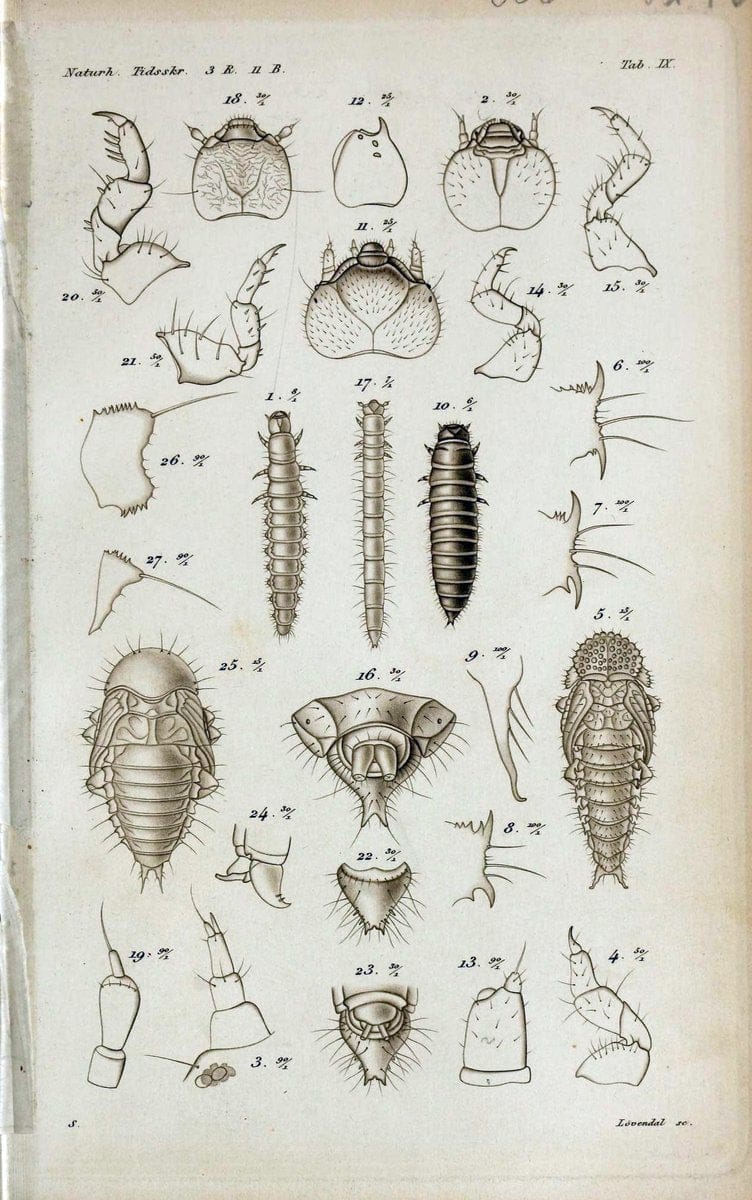 De metamorphosi eleutheratorum observationes :.KjÃ¸benhavn :Thieles Bogtrykkeri,1861-72.  | Beetles | Vintage Print Reproduction 466432