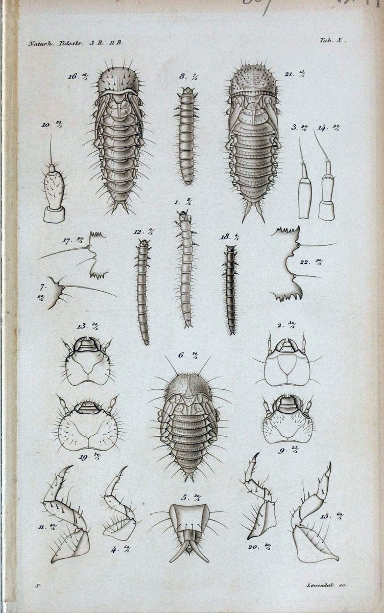 De metamorphosi eleutheratorum observationes :.KjÃ¸benhavn :Thieles Bogtrykkeri,1861-72.  | Beetles | Vintage Print Reproduction 466433