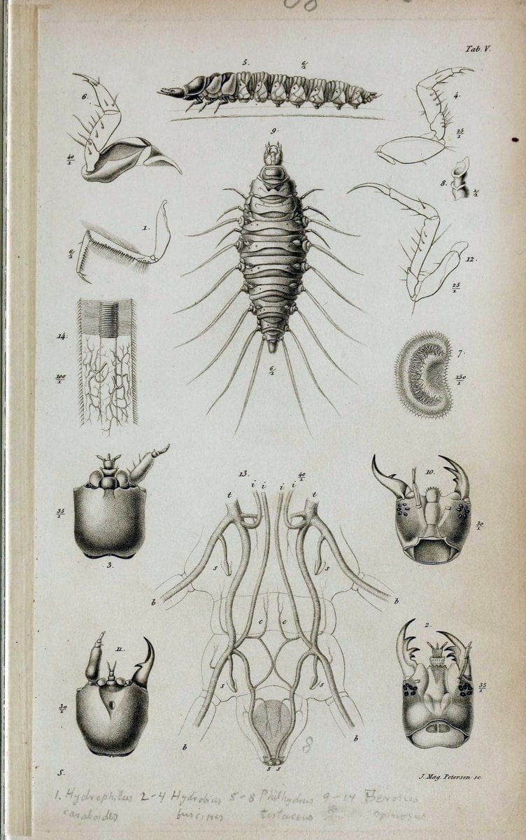 De metamorphosi eleutheratorum observationes :.KjÃ¸benhavn :Thieles Bogtrykkeri,1861-72.  | Beetles | Vintage Print Reproduction 466435