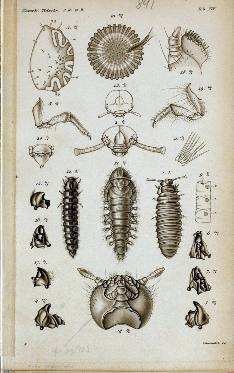De metamorphosi eleutheratorum observationes :.KjÃ¸benhavn :Thieles Bogtrykkeri,1861-72.  | Beetles | Vintage Print Reproduction 466437