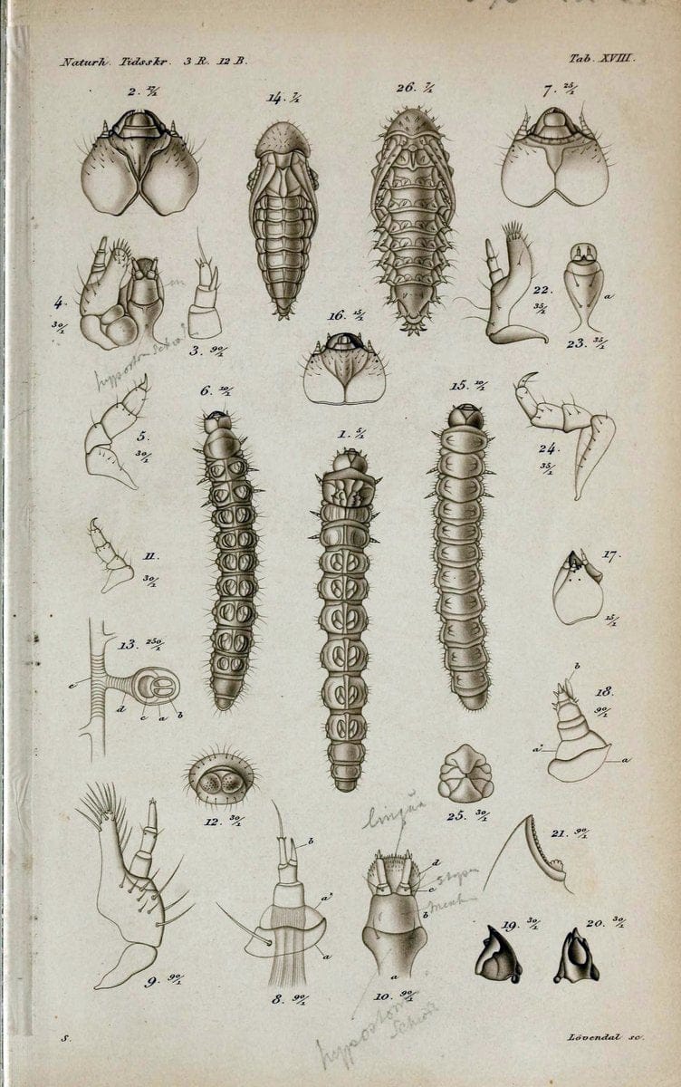 De metamorphosi eleutheratorum observationes :.KjÃ¸benhavn :Thieles Bogtrykkeri,1861-72.  | Beetles | Vintage Print Reproduction 466441