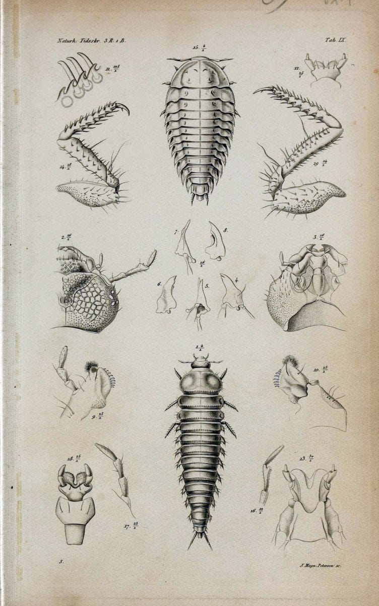 De metamorphosi eleutheratorum observationes :.KjÃ¸benhavn :Thieles Bogtrykkeri,1861-72.  | Beetles | Vintage Print Reproduction 466446