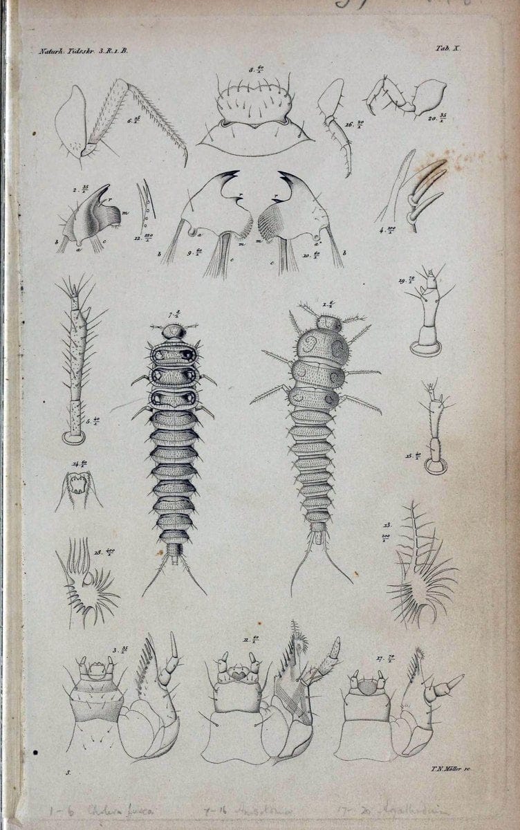 De metamorphosi eleutheratorum observationes :.KjÃ¸benhavn :Thieles Bogtrykkeri,1861-72.  | Beetles | Vintage Print Reproduction 466447