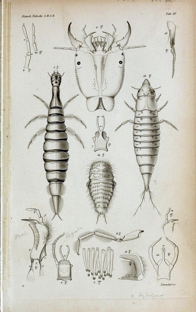 De metamorphosi eleutheratorum observationes :.KjÃ¸benhavn :Thieles Bogtrykkeri,1861-72.  | Beetles | Vintage Print Reproduction 466451
