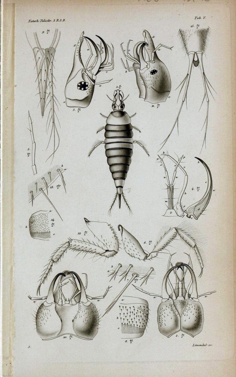 De metamorphosi eleutheratorum observationes :.KjÃ¸benhavn :Thieles Bogtrykkeri,1861-72.  | Beetles | Vintage Print Reproduction 466452