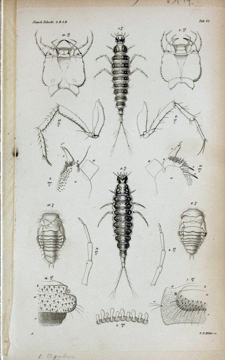 De metamorphosi eleutheratorum observationes :.KjÃ¸benhavn :Thieles Bogtrykkeri,1861-72.  | Beetles | Vintage Print Reproduction 466453