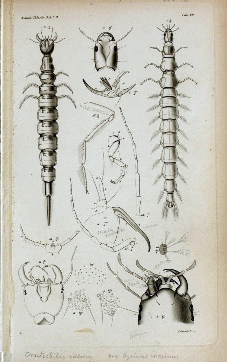 De metamorphosi eleutheratorum observationes :.KjÃ¸benhavn :Thieles Bogtrykkeri,1861-72.  | Beetles | Vintage Print Reproduction 466454